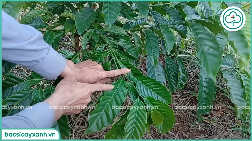 Tỉa cành tạo tán cho cây cà phê con
